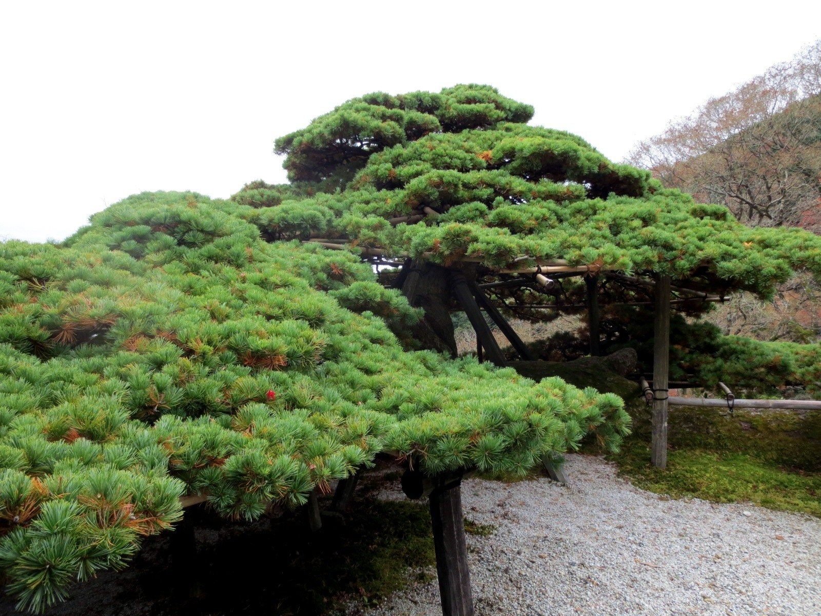 🏯 니시야마 요시미네데라 이미지 3